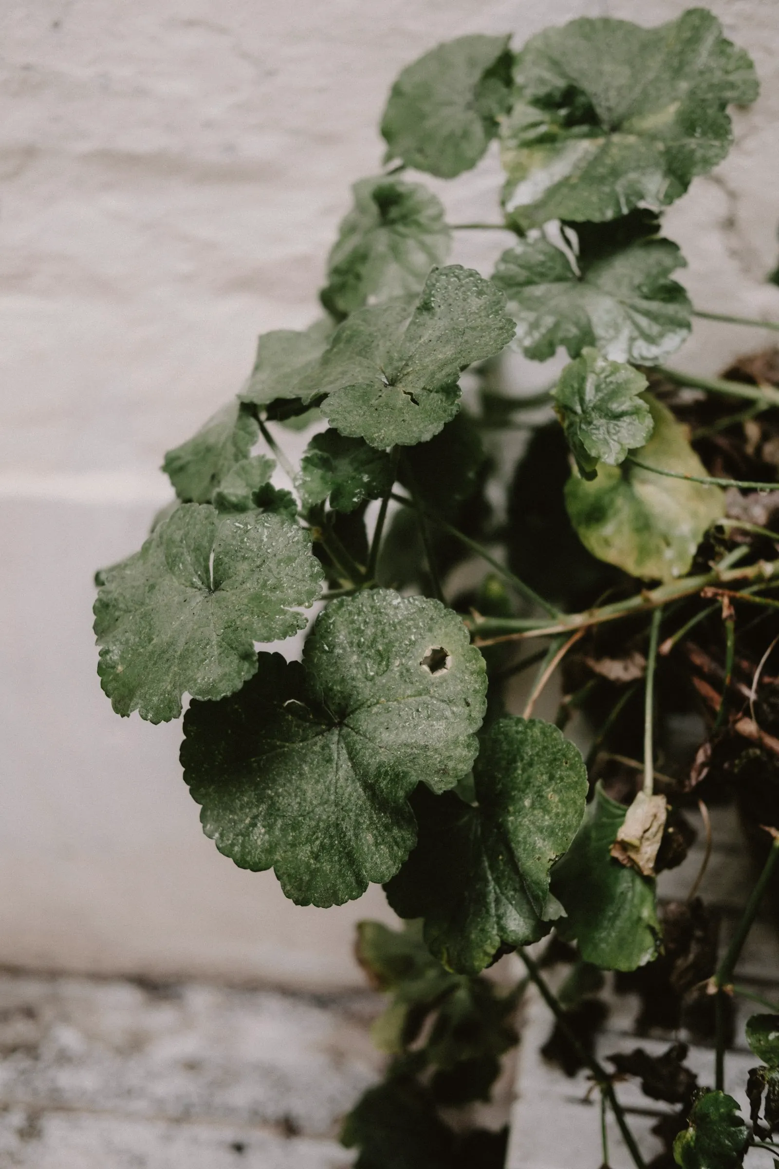 Centella asiatica leaves against a white wall