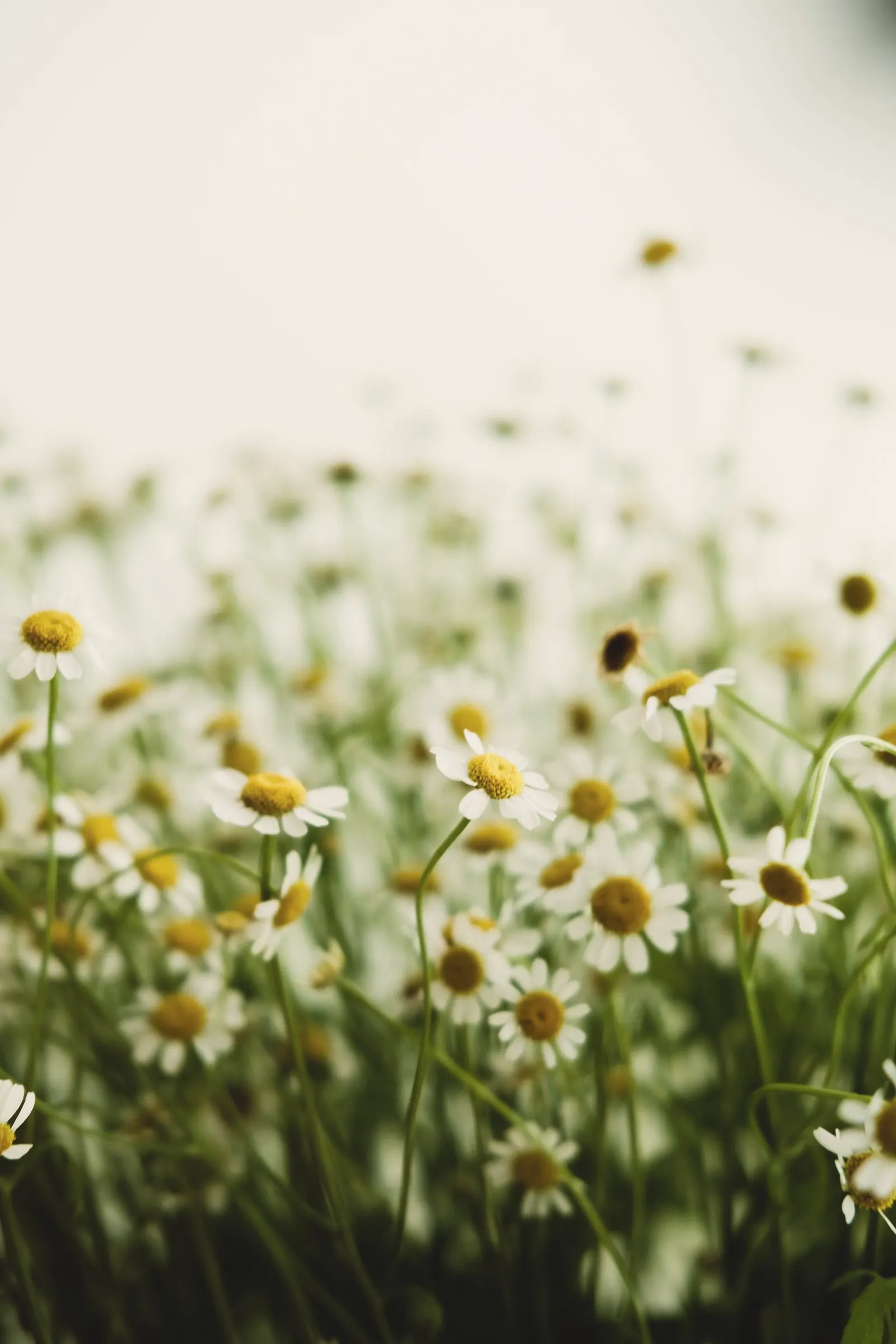 Chamomile flowers in a meadow
