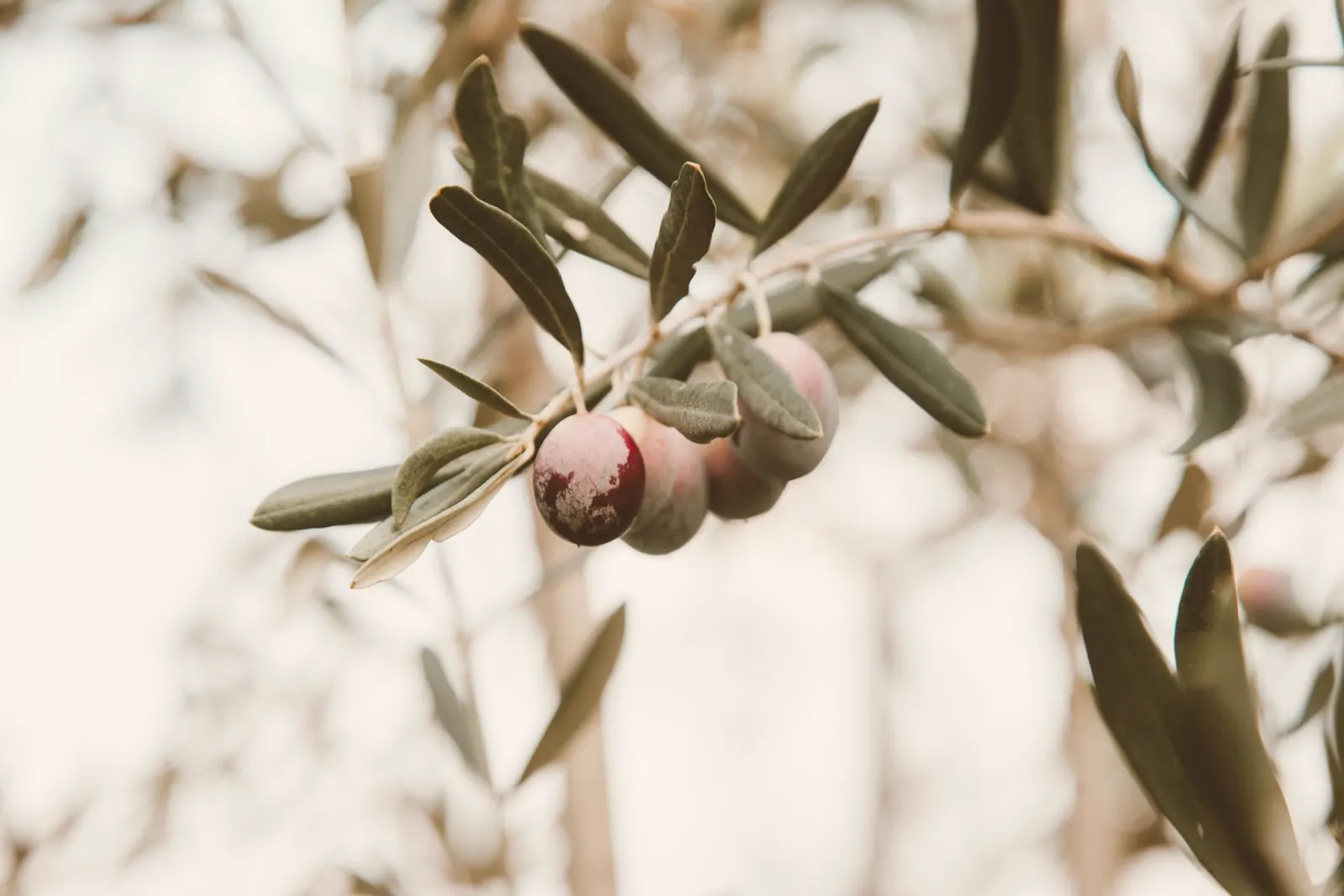 Olive branch with ripening olives in soft light