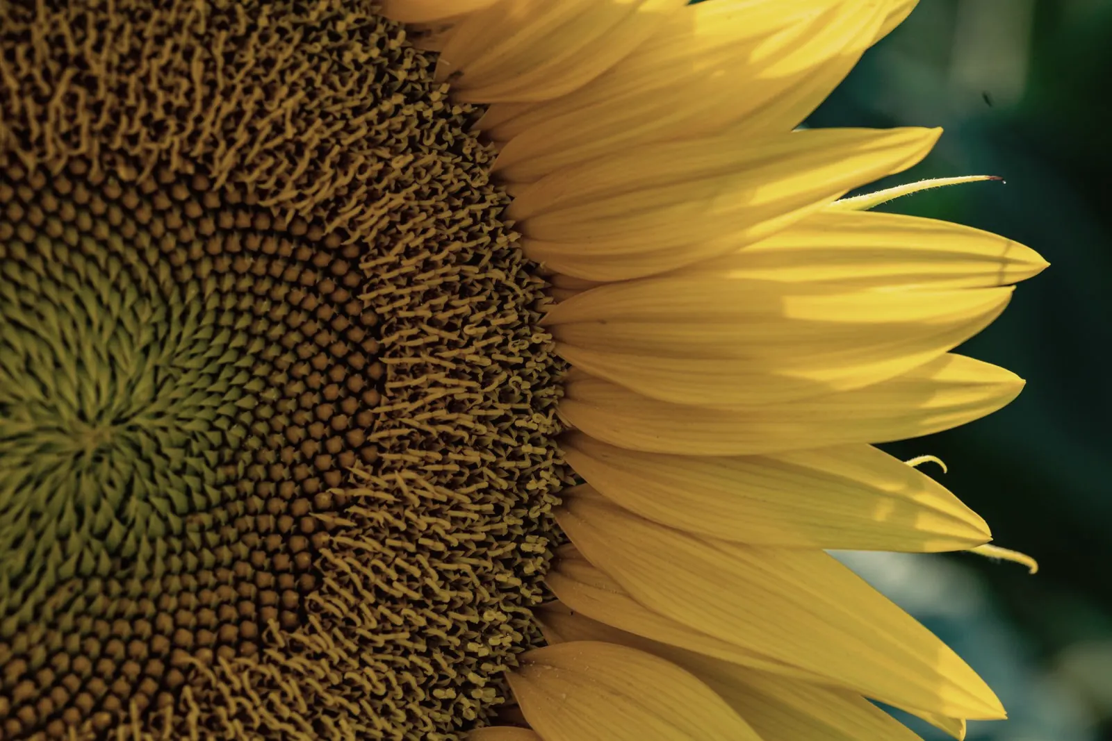 Close-up of a sunflower head showing its spiral of seeds